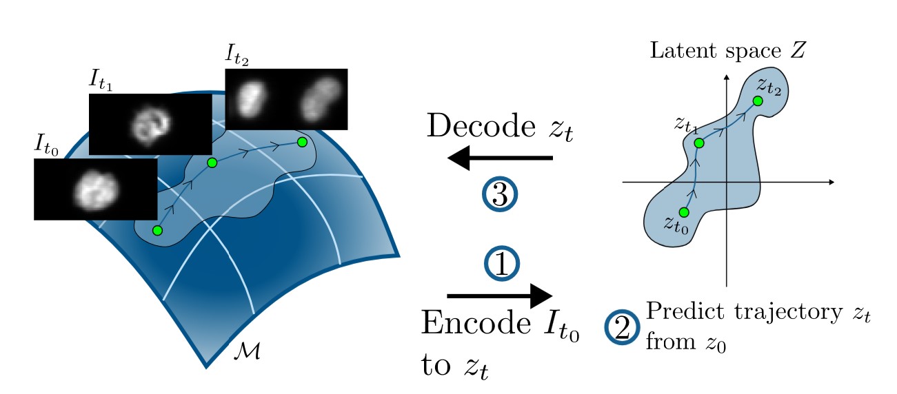 Thumbnail for Joint Manifold Learning and Optimal Transport for Dynamic Imaging